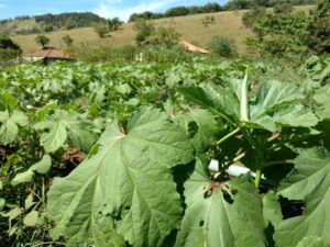 Lavoura_na_propriedade_da_produtora_Alessandra_Silva._Em_2016,__já_foi_colhida_uma_tonelada_de_quiabo[1]