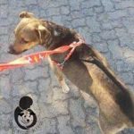 14159847_1172938289444827_1387032621_n