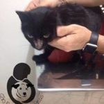 14194272_1172938292778160_1110413665_n