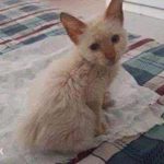 14218355_1172938306111492_2004943590_n