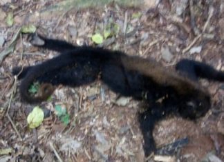 Sobe para seis o número de macacos encontrados morto em laje do Muriaé-RJ