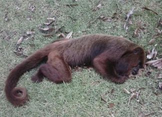 Três macacos mortos são encontrados em Laje do Muriaé-RJ