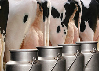 Cadeia láctea do Rio de Janeiro tem potencial para crescer em todo o estado