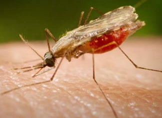 Petrópolis registra cinco casos de malária