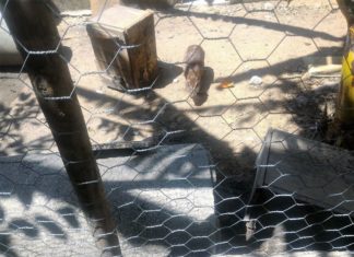 Homem é detido com pacas e preás em Boa Ventura, Itaperuna