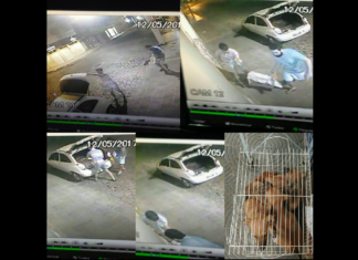 Vídeo mostra momento em que homens abandonam cães em frente a clínica veterinária em Itaperuna