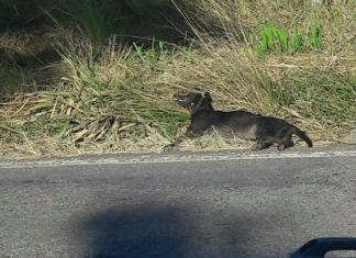 Cachorro provoca acidente na RJ 230, em Bom Jesus do Itabapoana