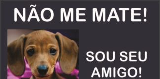 Prefeitura de Itaperuna emite nota sobre a onda envenenamento de cães na cidade