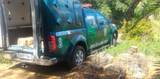 Polícia Ambiental resgata aves silvestres em cativeiro clandestino em São José de Ubá