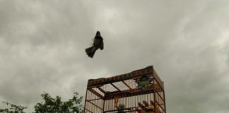 Polícia Civil solta 15 pássaros silvestres na zona rural de Itaperuna