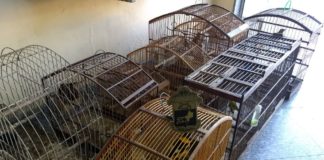 Polícia Ambiental resgata 17 pássaros silvestres em residência no município de Miracema