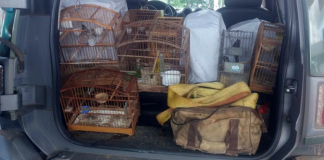 Polícia Ambiental resgata 28 pássaros no bairro Cidade Nova, em Pádua