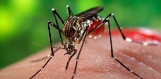 São Fidélis e Itaocara têm as maiores incidências de casos de chikungunya do país