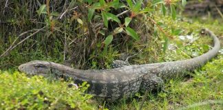 Mulher encontra lagarto de um metro em cima do motor do carro em Miracema