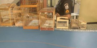 PM resgata nove pássaros silvestres em Porciúncula.