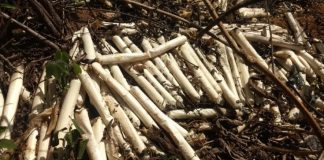 Denúncia leva polícia apreender bananas de dinamite em Italva