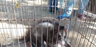 Gambá é resgatado de árvore em Miracema