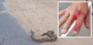 Homem tenta salvar cobra de atropelamento e acaba sendo picado em Miracema