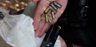 Polícia apreende munições durante buscas em Itaperuna