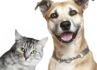 Senado aprova projeto que aumenta pena para maus-tratos contra cães e gatos