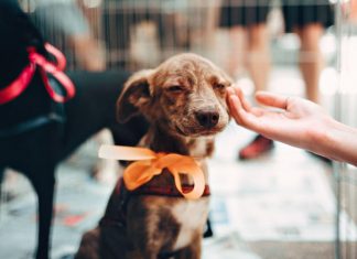 Direitos dos Animais