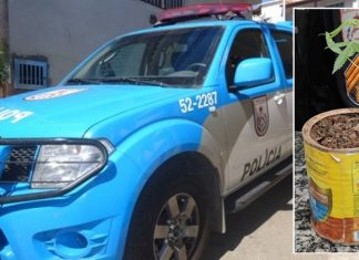 PM apreende pé de maconha em residência em Porciúncula